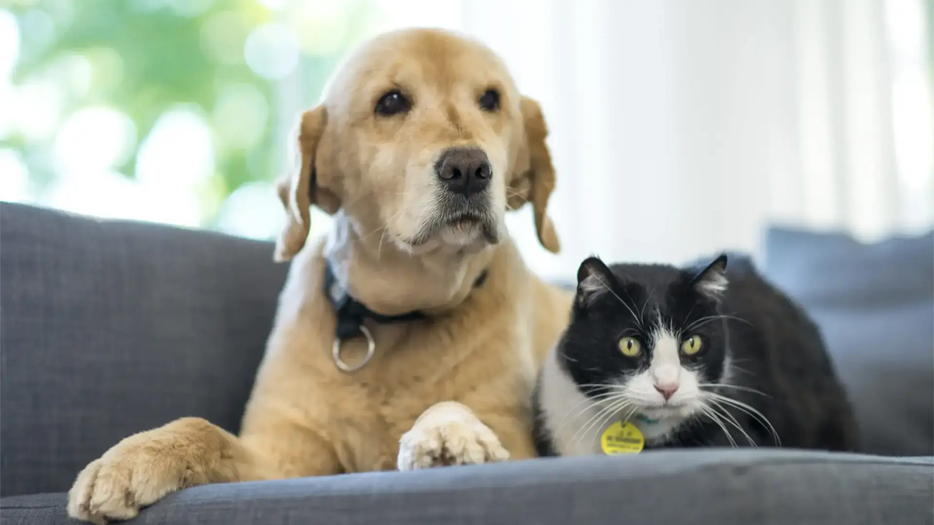 Así puedes proteger a tu perro o gato del calor extremo este verano