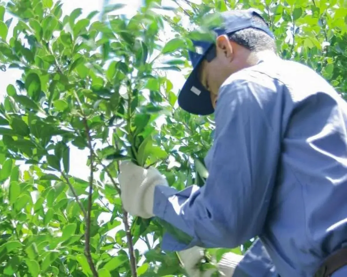 Se llevará a cabo la Ronda de Negocios Internacional de Yerba Mate e Infusiones 2026