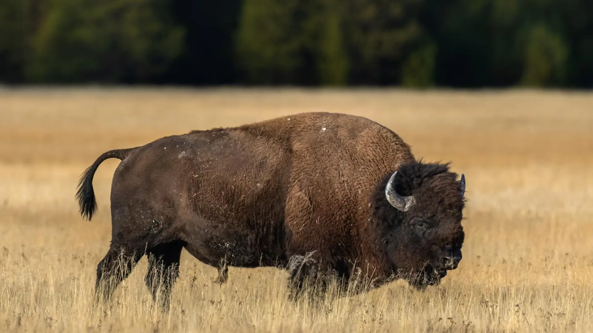 Un niño de 12 años, hospitalizado tras ser embestido por un bisonte de 900 kilos en Yellowstone