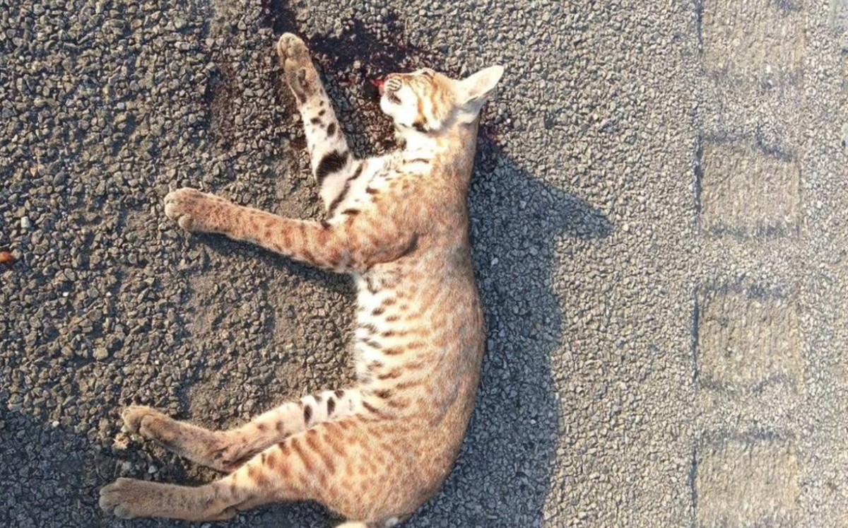 Reportan a un lince rojo atropellado en Altamira