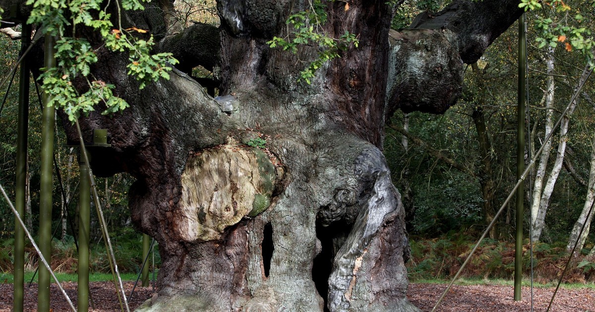 Adiós al roble de Robin Hood: luego de 1200 años de historia, murió el árbol más famoso de Inglaterra