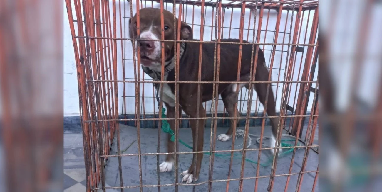 Denunciaron a un hombre por "crueldad" y la policía rescató a un perro maltratado