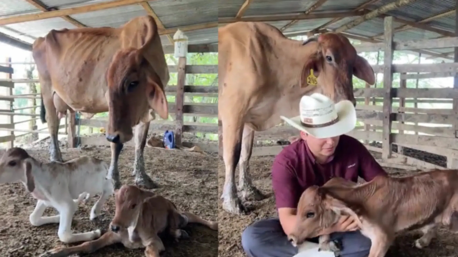 La felicidad de un ganadero tras asistir a un parto gemelar de vacas: "Pasa en muy poquitas fincas"