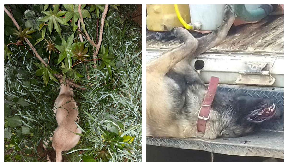 Hallan siete perros envenenados en Oaxaca; denuncian impunidad por maltrato animal