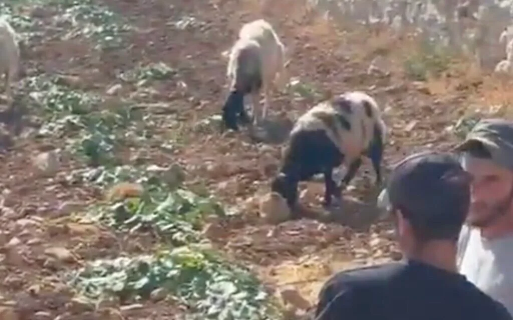 Settlers filmed grazing livestock inside Palestinian village in central West Bank