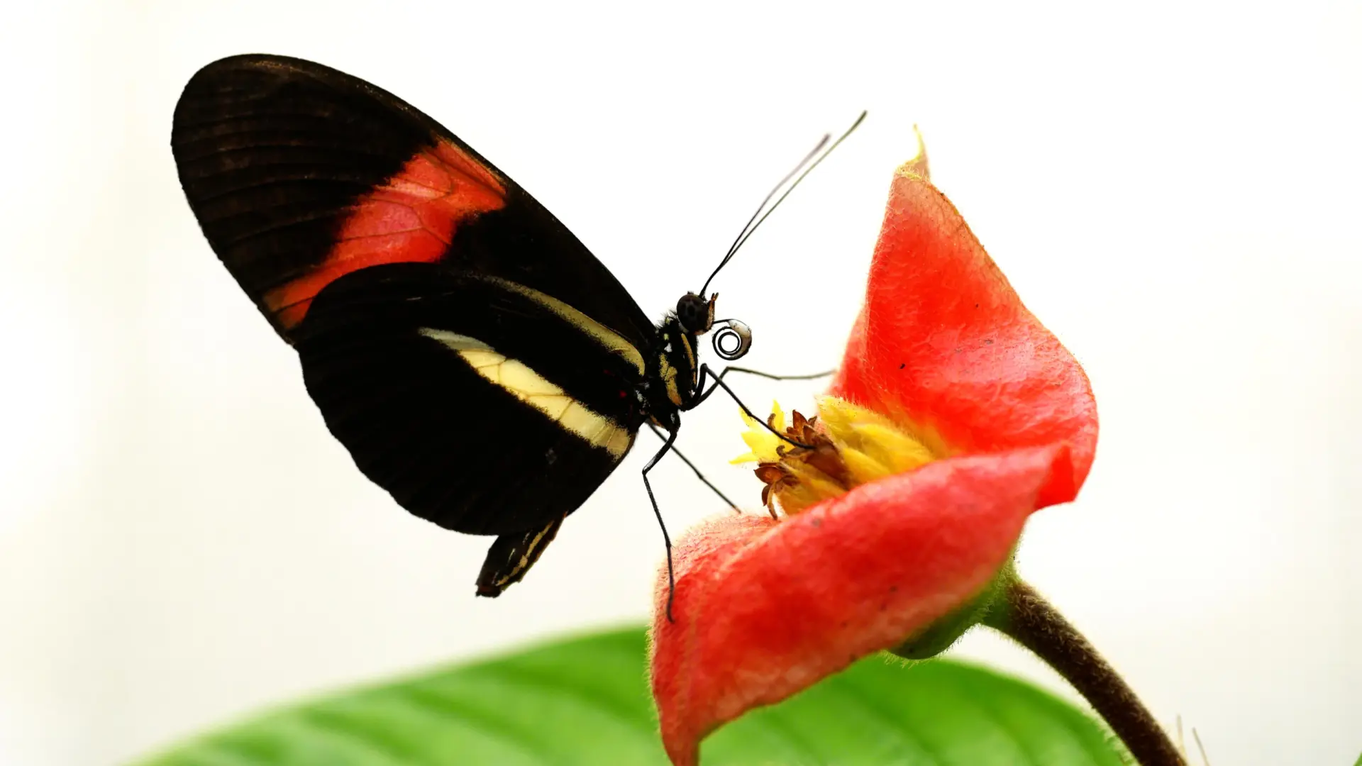 Los científicos descubren el secreto de la longevidad de las mariposas 'Heliconius'