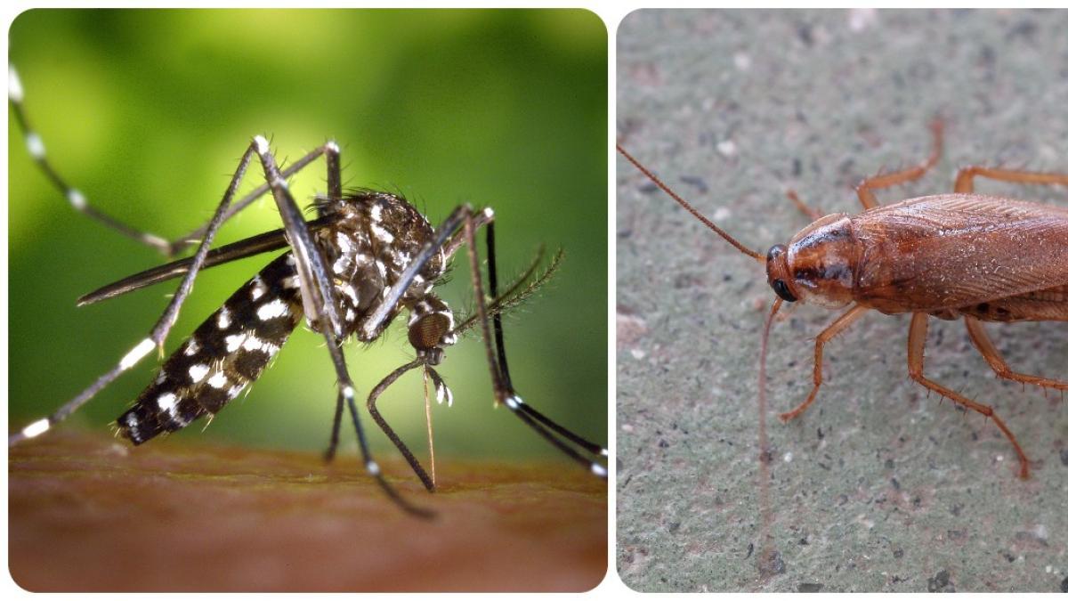 Los expertos prevén "un verano complicado" con el mosquito tigre y las cucarachas