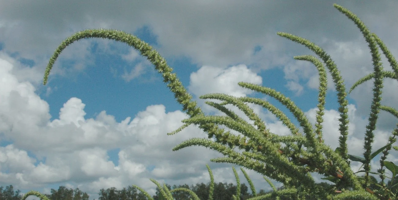 Innovación agrícola: Argentina lidera el lanzamiento mundial de una nueva herramienta contra malezas resistentes