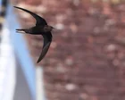 Noted Surrey colony of at-risk swifts destroyed during nesting season