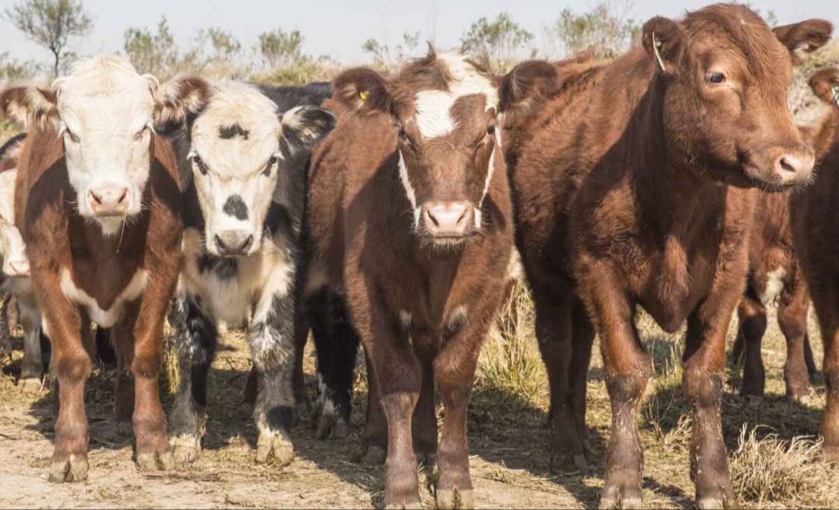 La Agrícola y cabañeros piden derogar la "ley de Admisión"