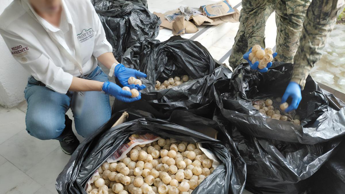 Golpe al tráfico de especies: Decomisan más de 11 mil huevos de tortuga en Colima