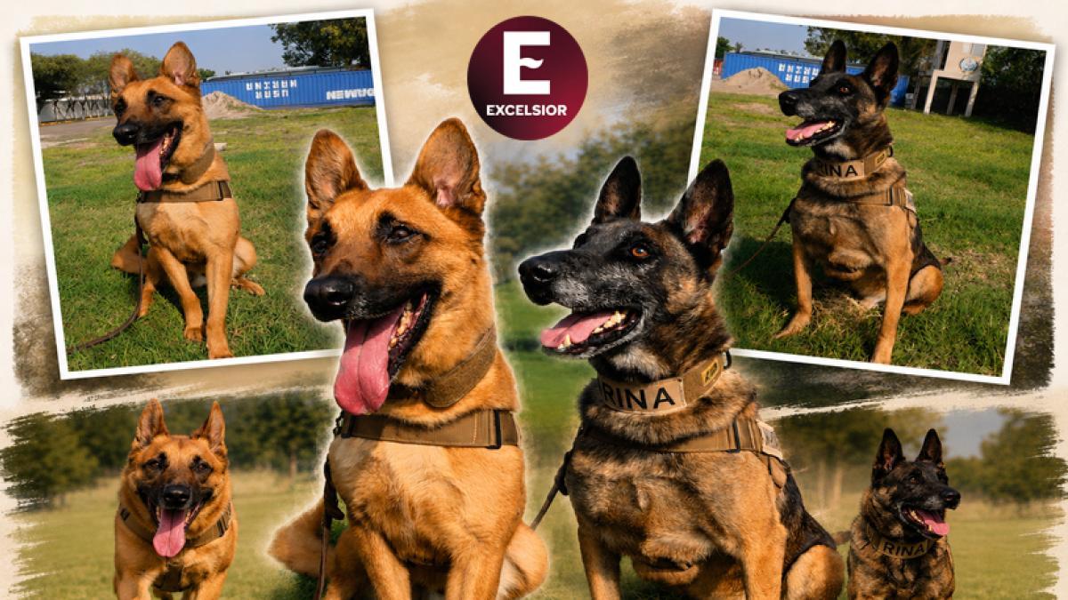 Semar despide con honores a caninos de rescate y seguridad