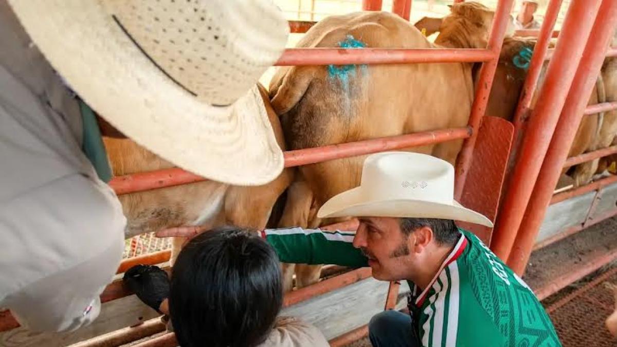 Nuevo León revisará físicamente a ganado que llegue al estado por gusano barrenador