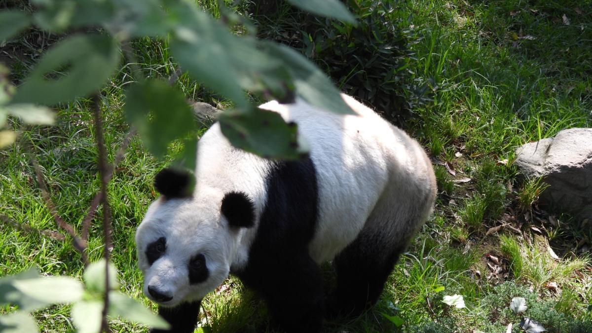 Panda Xin Xin cumple 36 años; se convierte en una de las más longevas