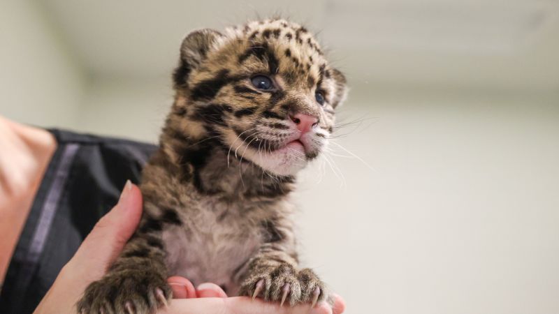 The Nashville Zoo has become an unlikely battleground in America's data center race