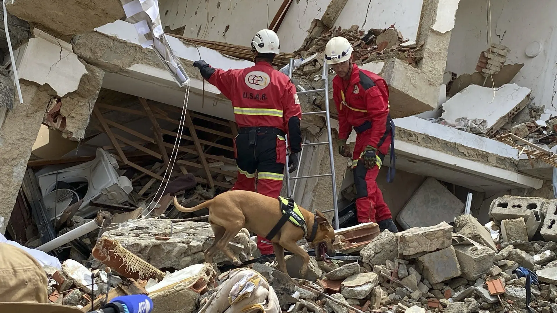 Nala, la perrita bombera de Alicante que ayuda en el rescate de supervivientes