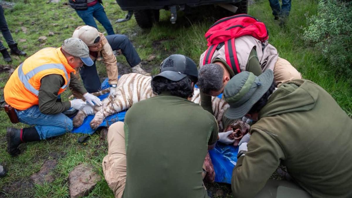 'Kenzo' fue sedado y presentaba lesión al momento de su captura; permanece en observación
