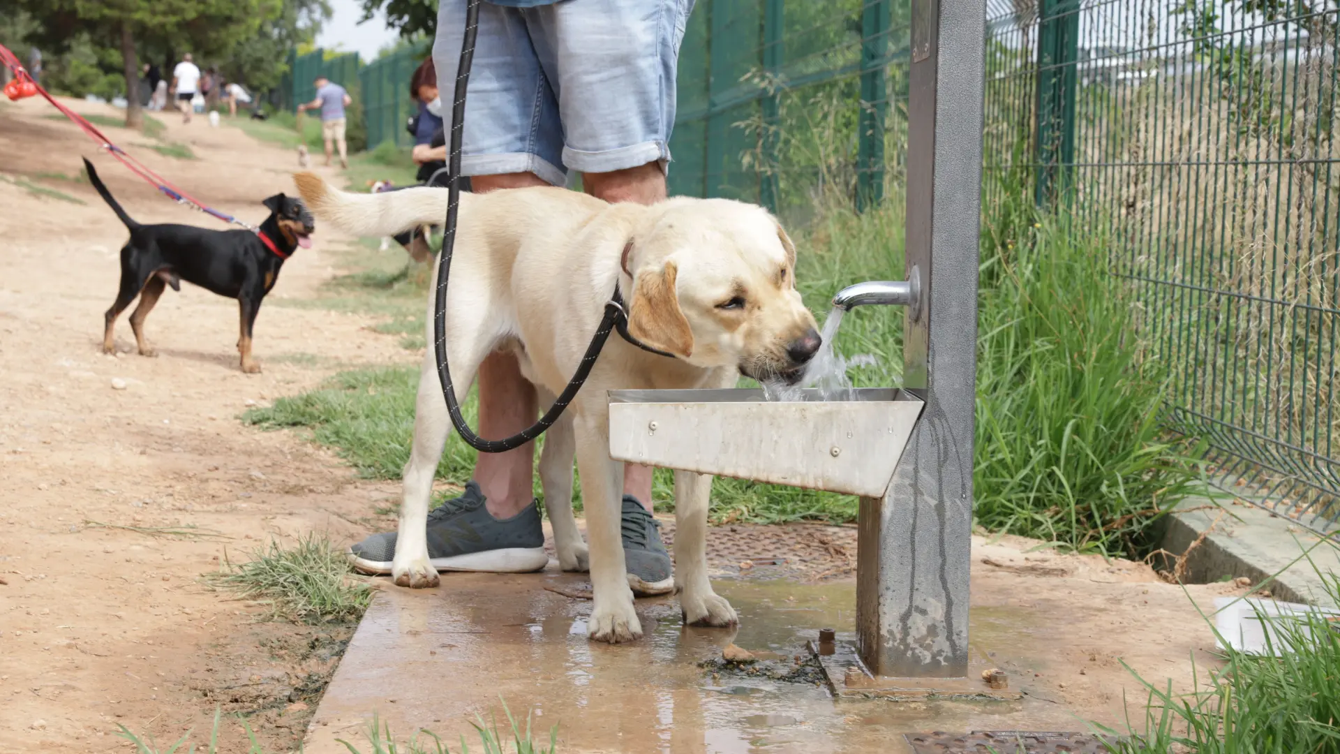 Golpes de calor en perros: las señales que hay que reconocer antes del colapso