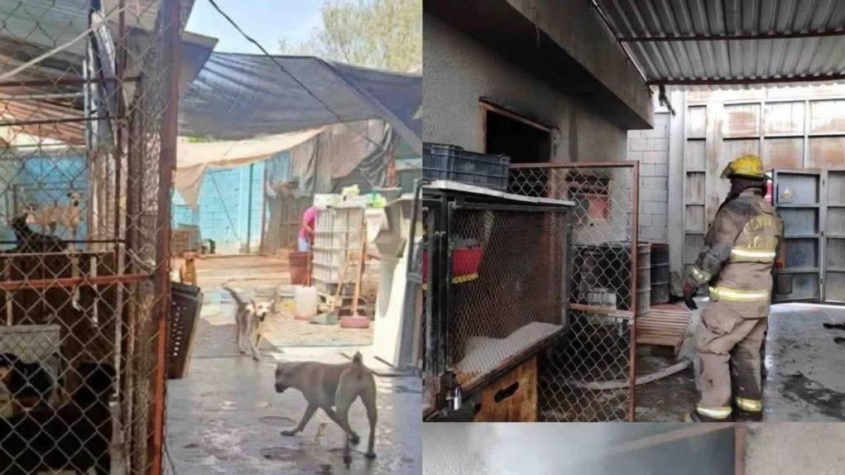 Se incendia albergue de perros en Coahuila; mueren 13 lomitos