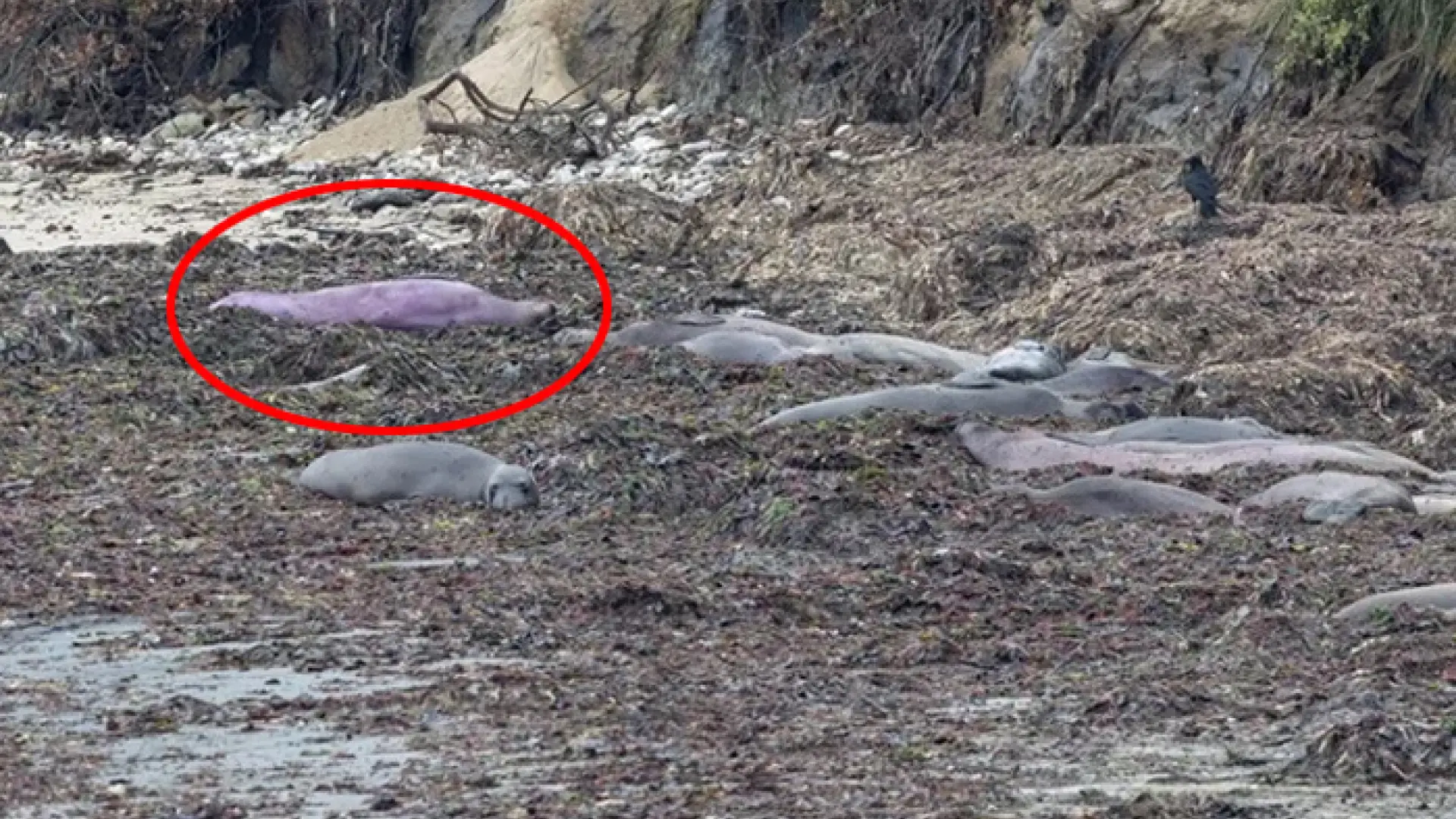 Una foca con un insólito color púrpura atrae la atención de miles en redes