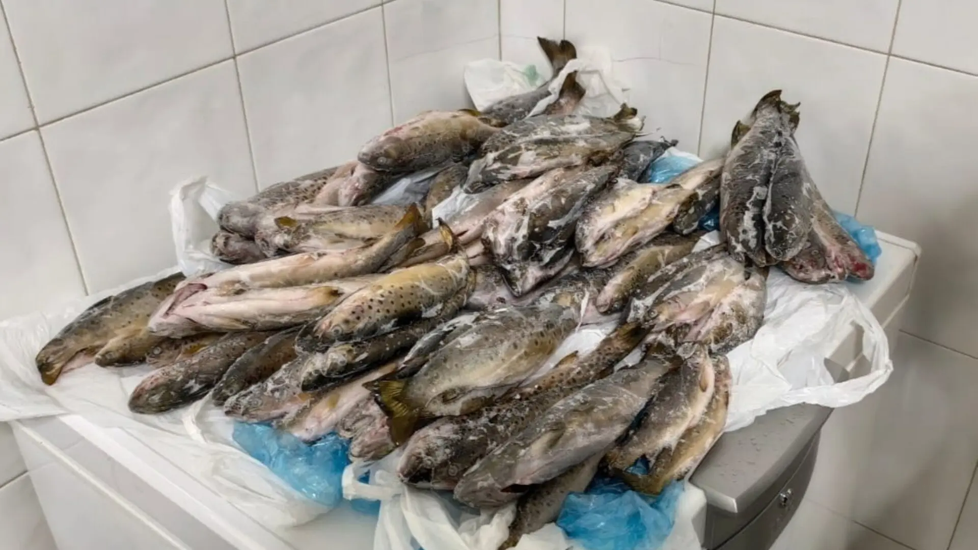 Decomisan 11 kilos de truchas ilegales procedentes de la pesca recreativa en un restaurante en Silleda