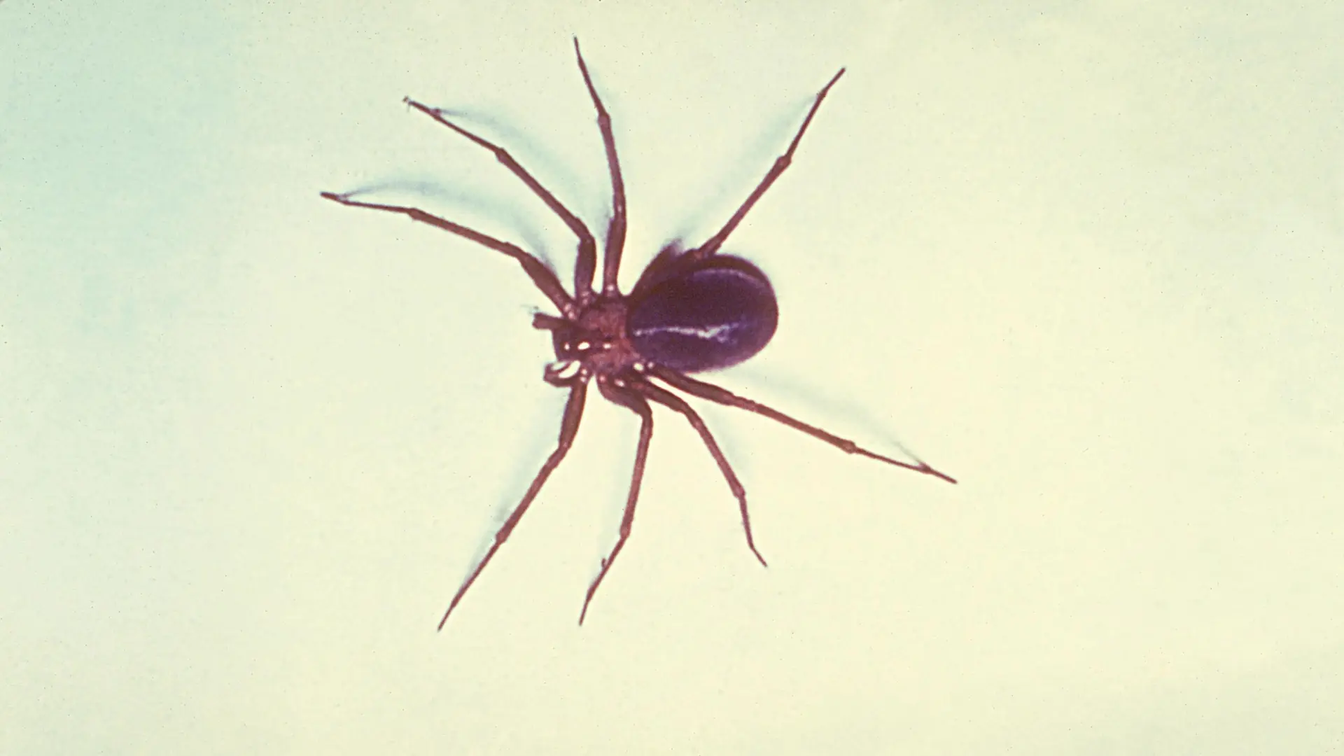 Hallan por primera vez en España una peligrosa araña con veneno necrotizante