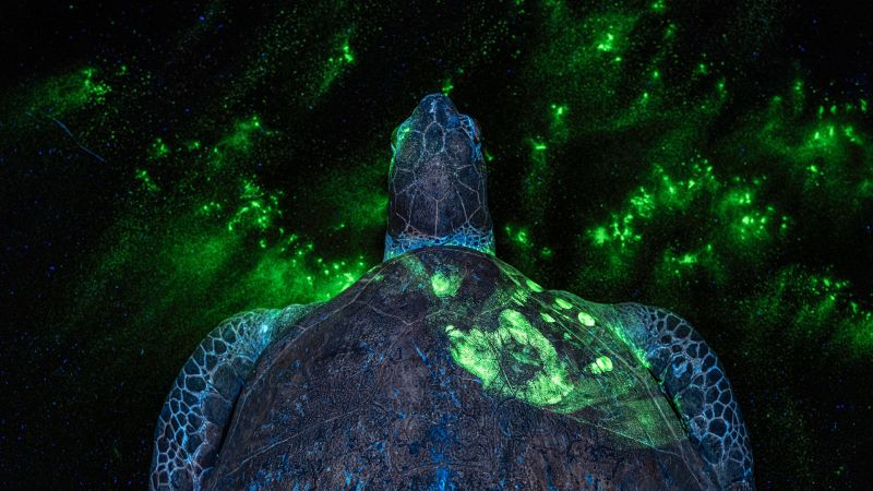 Award-winning photographs highlight the forensic hunt for wildlife criminals