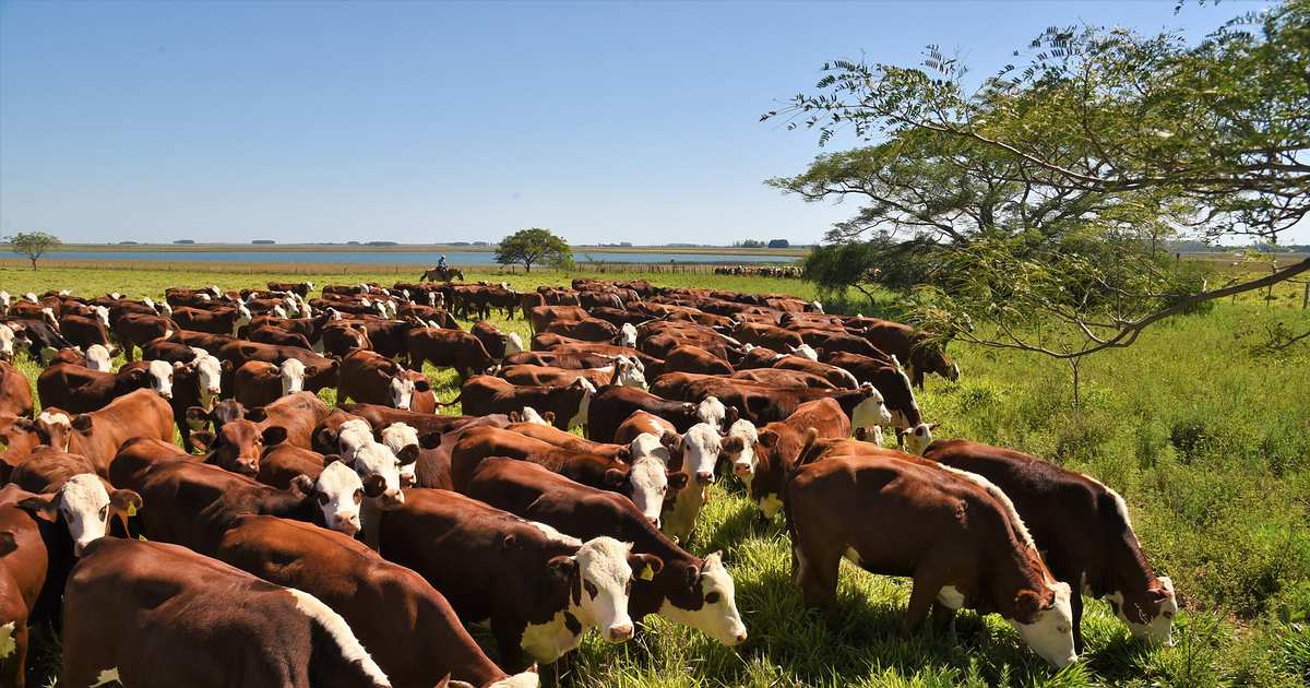 Caída de la faena y la producción, aunque con reces más pesadas