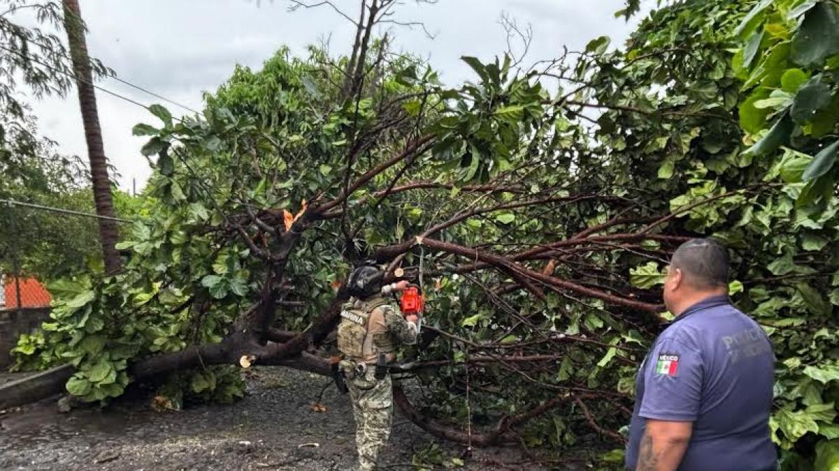 Tormenta en Colima deja 20 árboles caídos