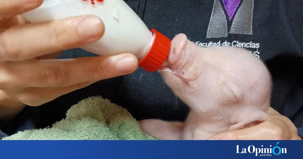 Nació en Argentina el primer cerdo clonado de América Latina para investigar futuros trasplantes