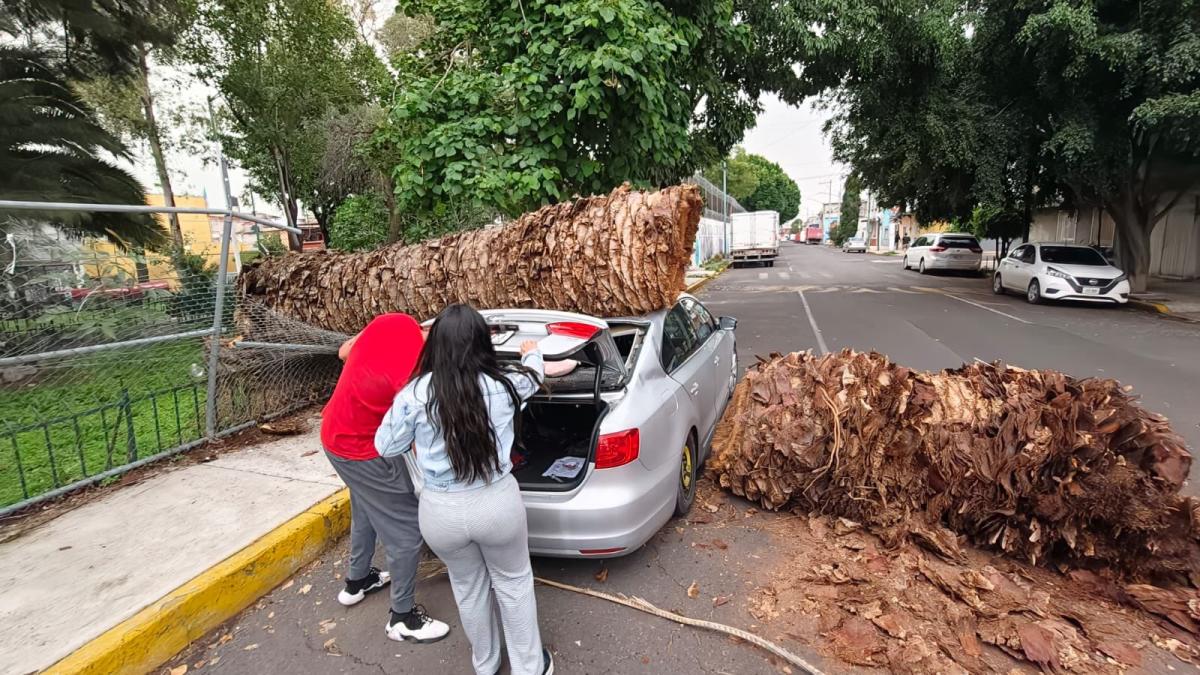 Lluvia provoca caída de 30 árboles en varios puntos de la capital