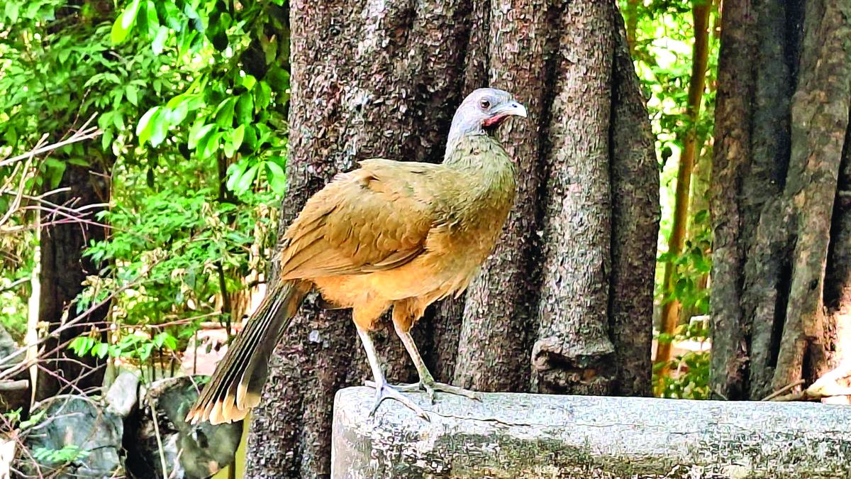 Detectan contagios de gripe aviar H7N3; reserva ecológica El Zapotal
