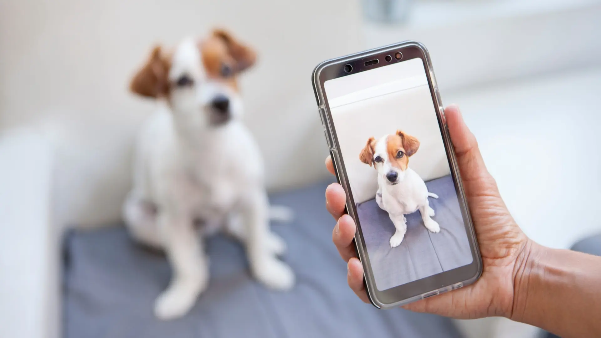 Samsung lanza una función con IA que detecta enfermedades en tu perro con solo hacerle una foto