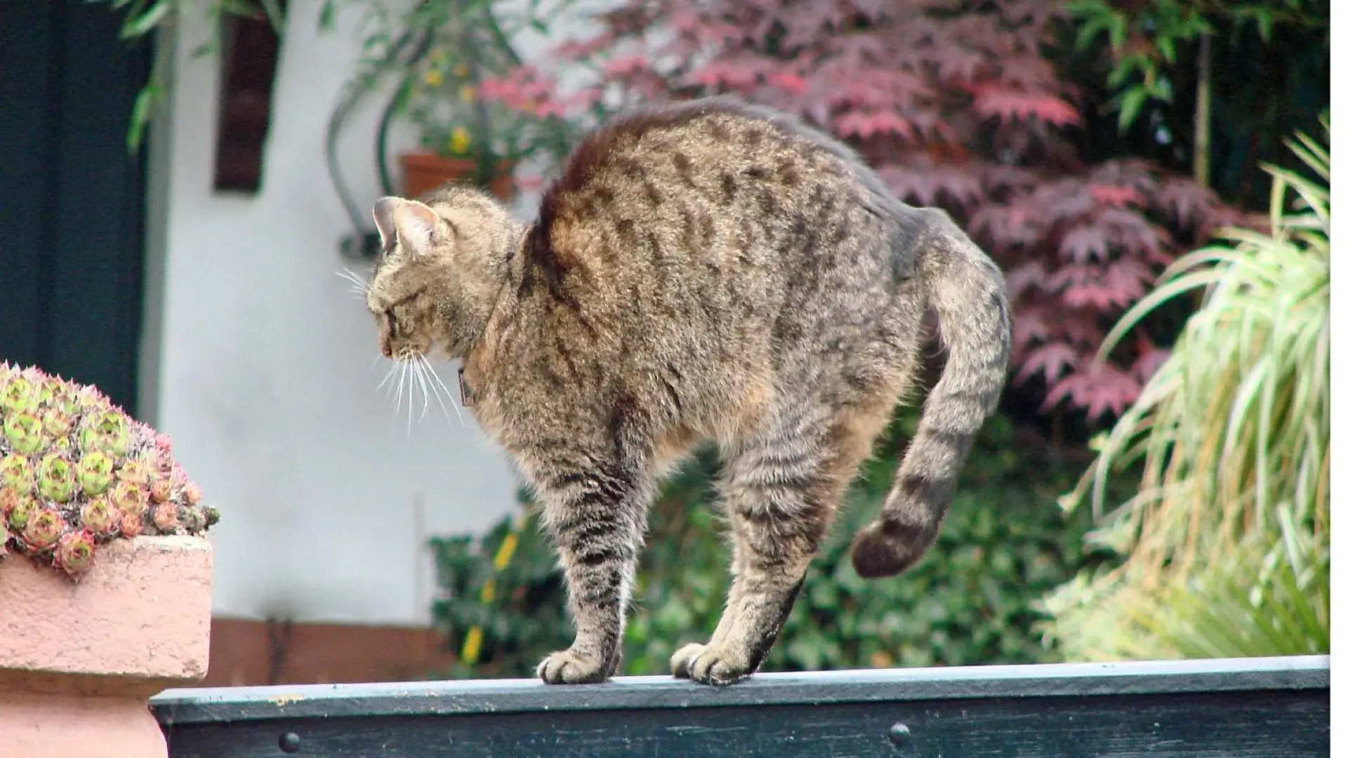 Comportamiento felino: por qué los gatos arquean el lomo y qué significa