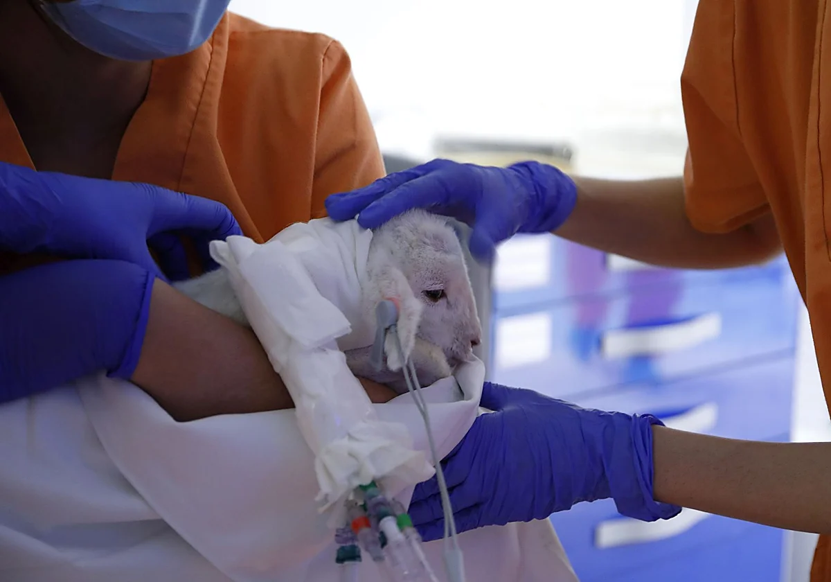 Una oveja prematura extrema gestada en una placenta artificial sobrevive sin secuelas tras nacer