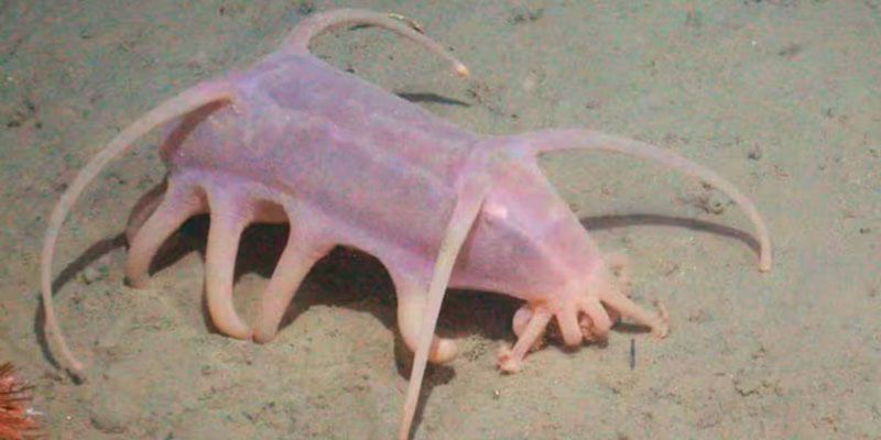 Descubren nuevas especies marinas en la Antártida
