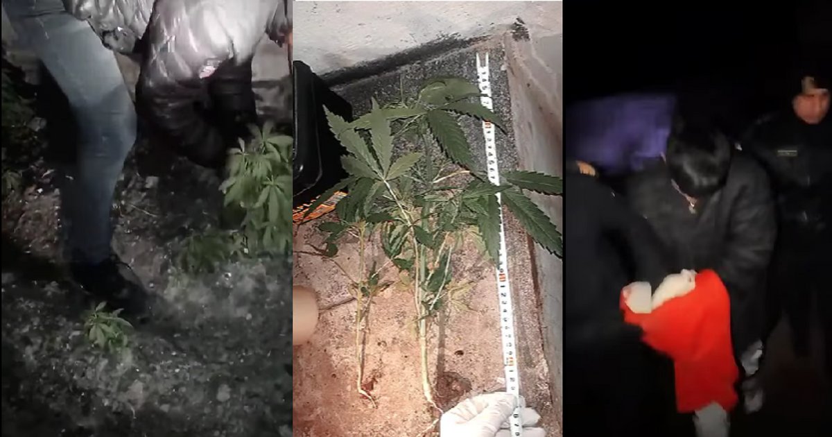 Corrientes: tras un allanamiento desbaratan una plantación de marihuana
