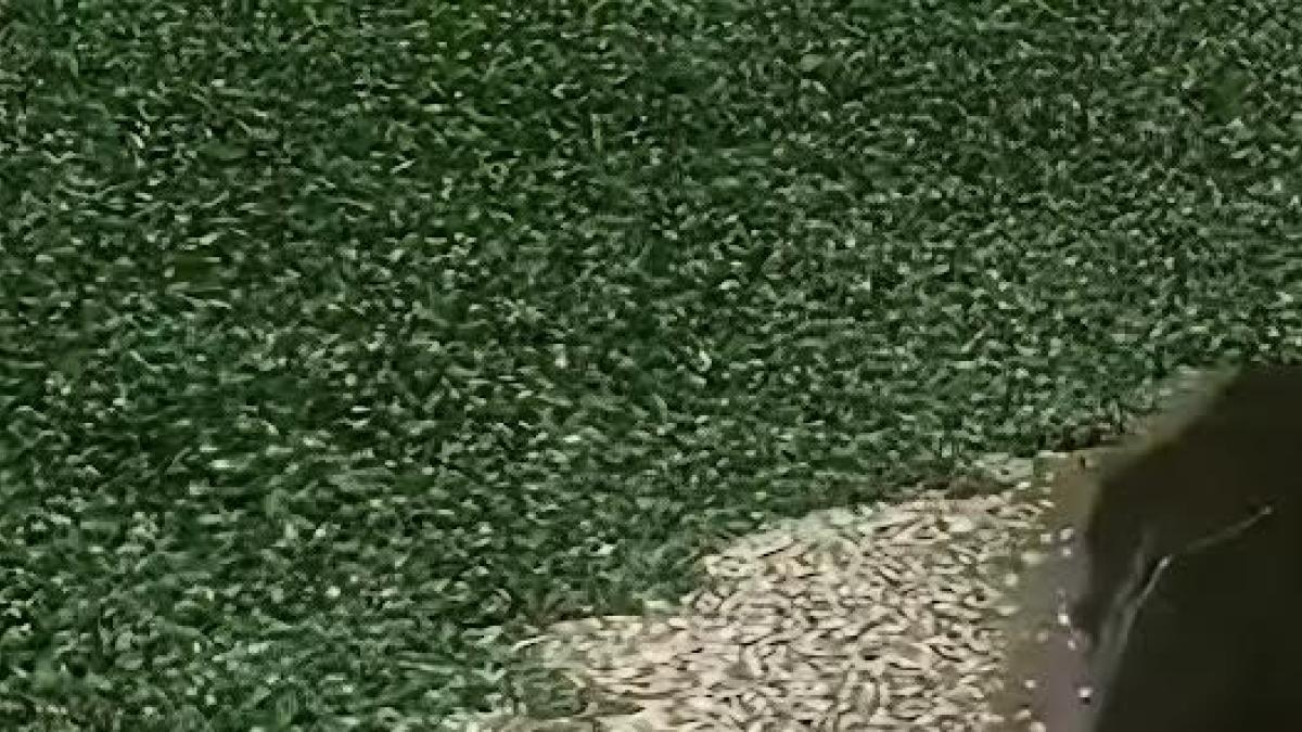 Piden investigar mortandad de peces en presa El Batán de Querétaro