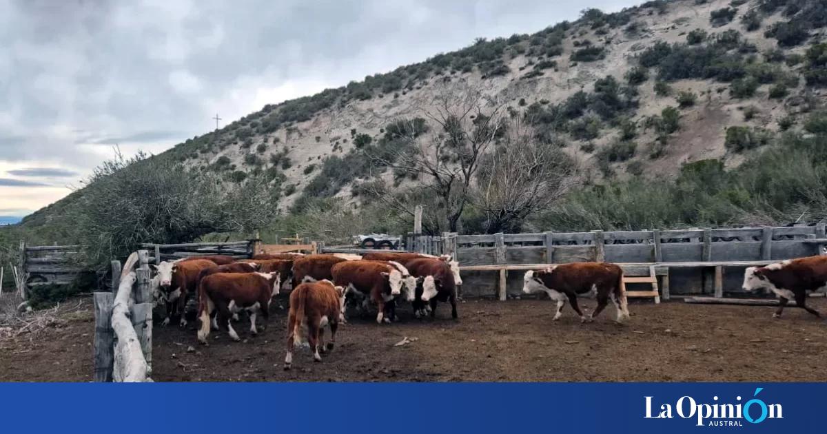 Recuperaron en Chile 17 vacunos robados en Los Antiguos y un hombre quedó preso