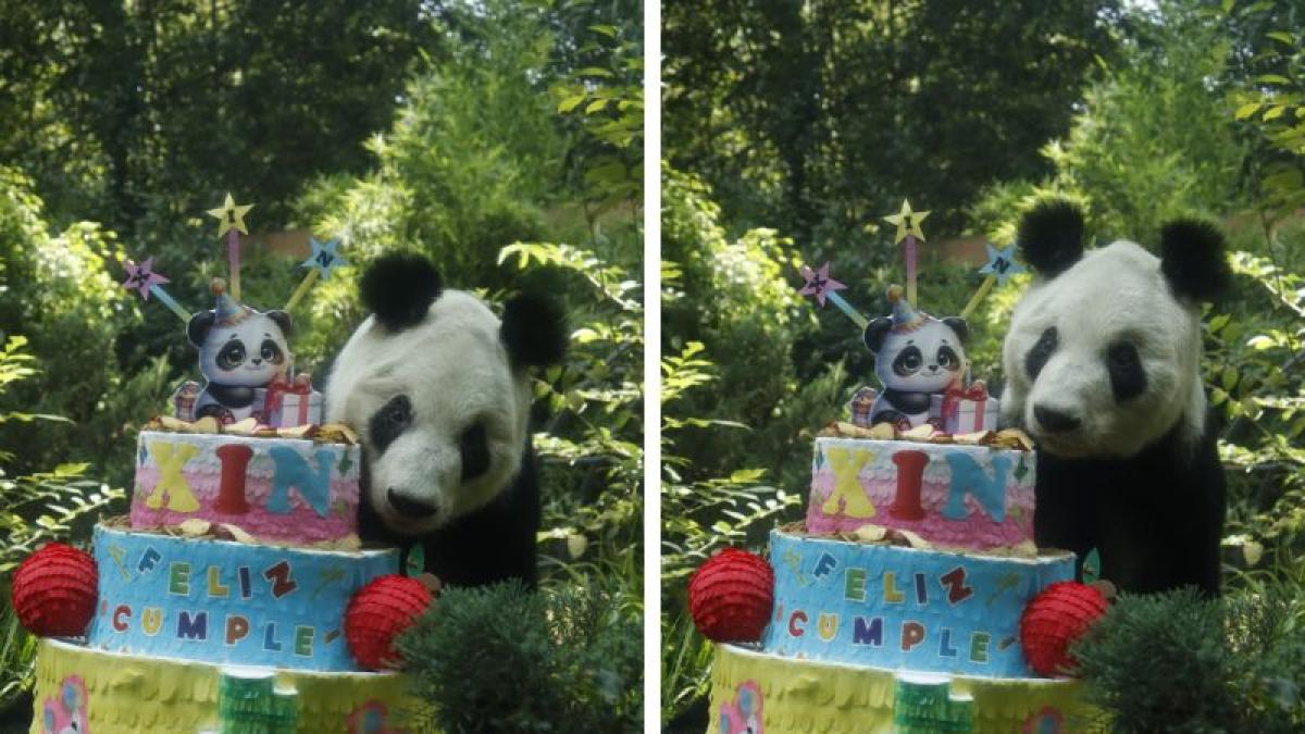 Festejan los 36 años de panda Xin Xin en Chapultepec