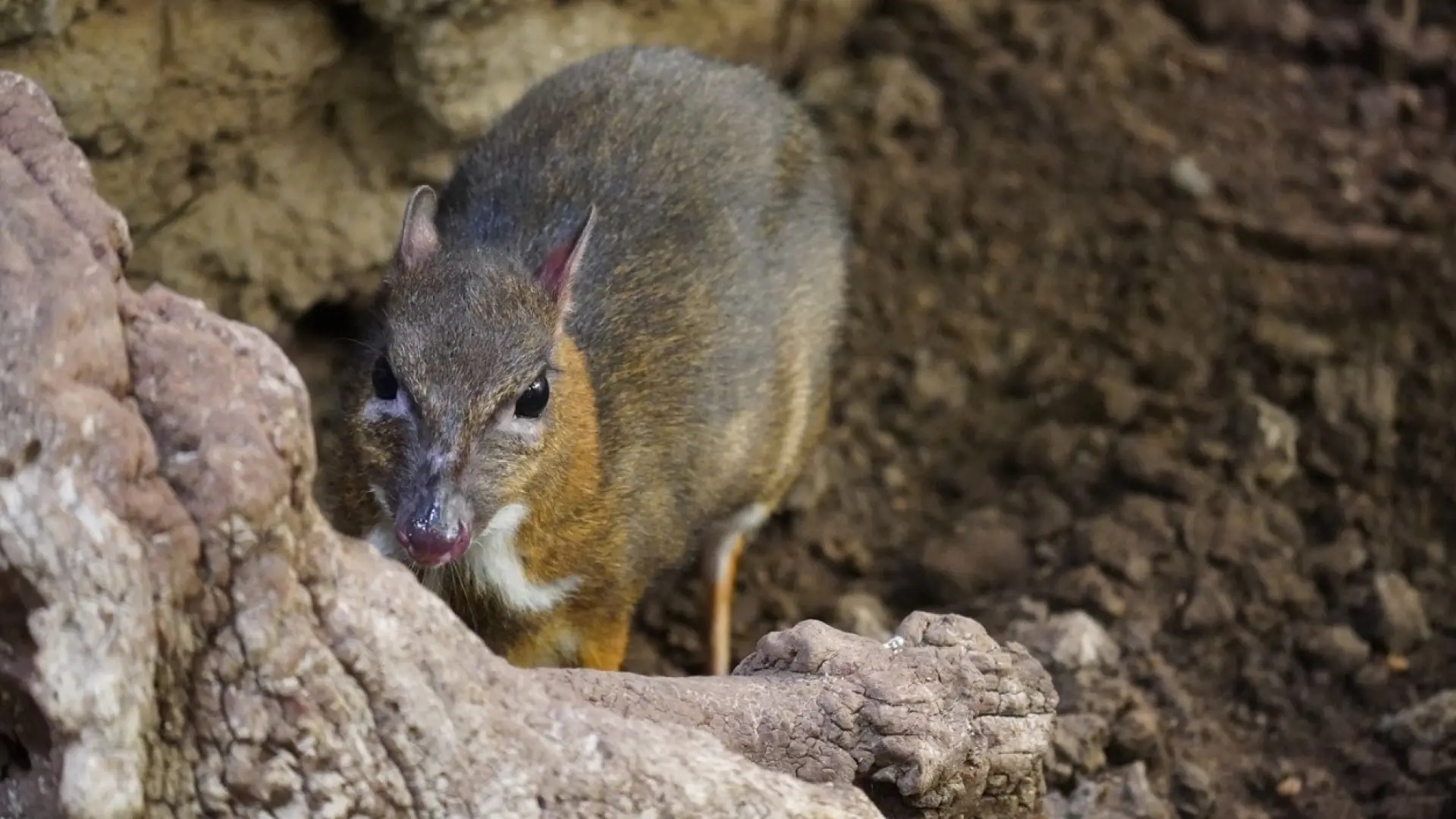 Bioparc Fuengirola da la bienvenida a una nueva hembra de ciervo ratón, el rumiante más pequeño