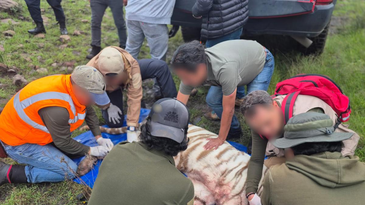 Crecen dudas sobre verdaderas causas de muerte del tigre de Bengala