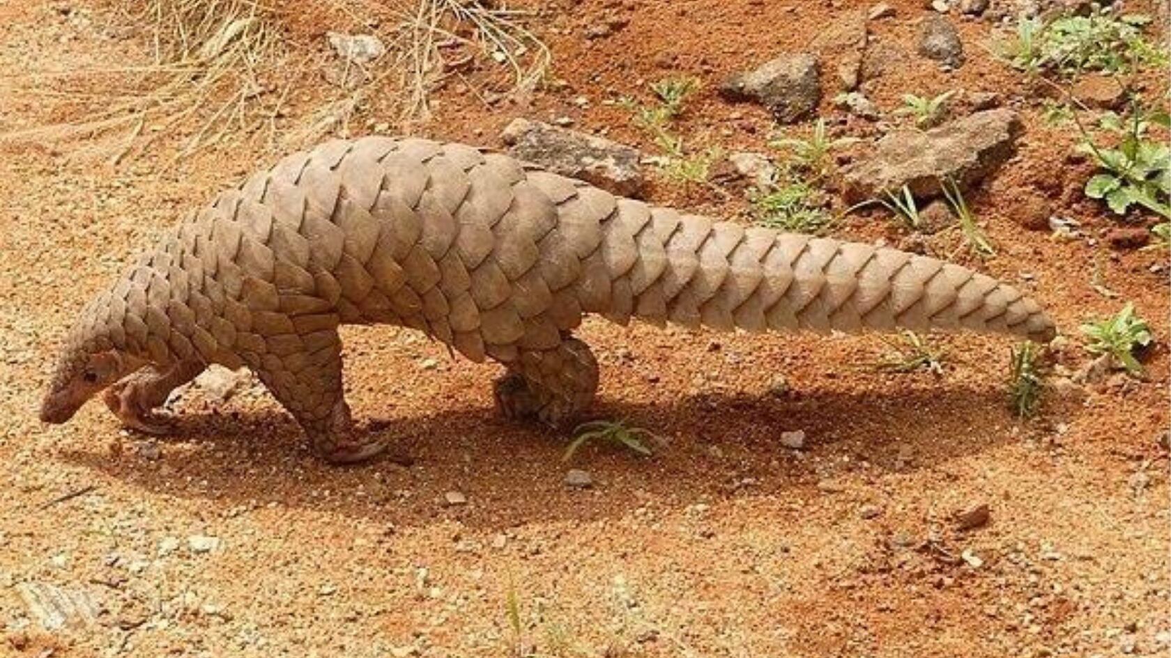 Descubren una nueva especie de pangolín tras corregir un error científico de 190 años