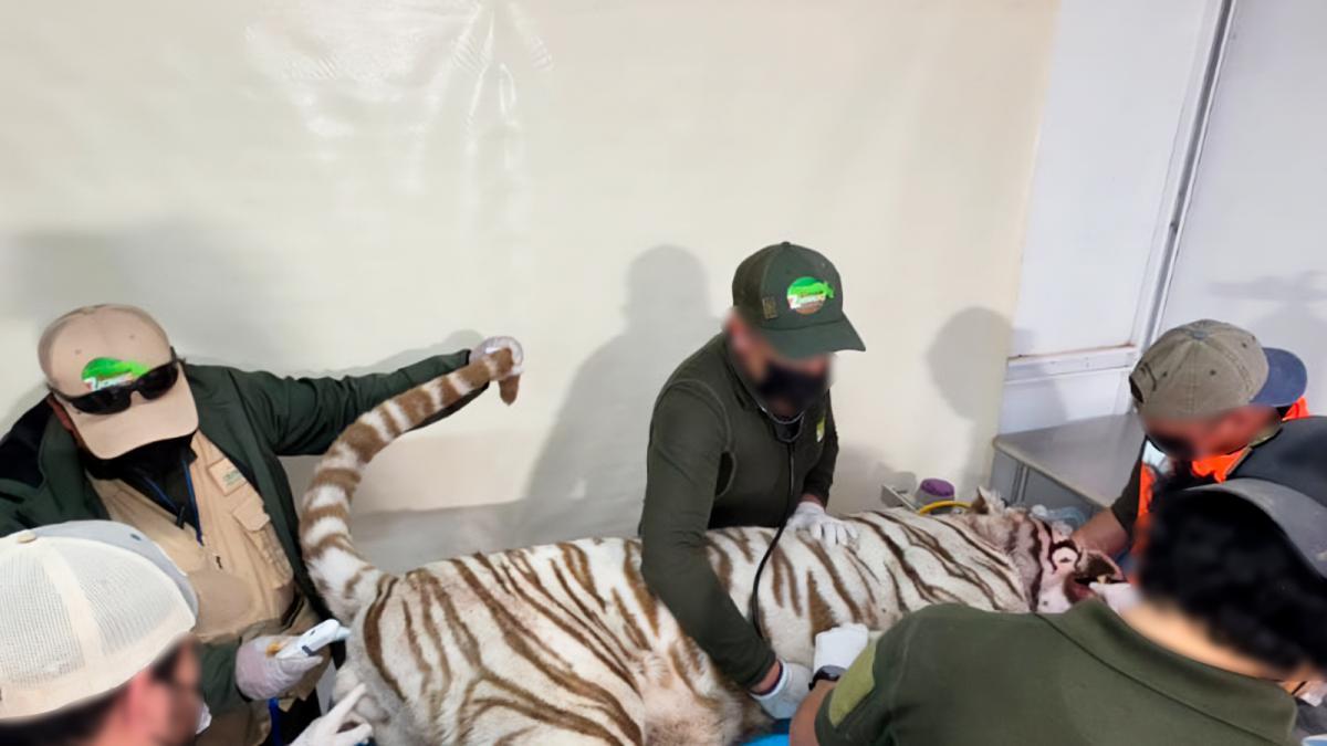 Profepa confirma que Kenzo murió baleado durante operativo de rescate