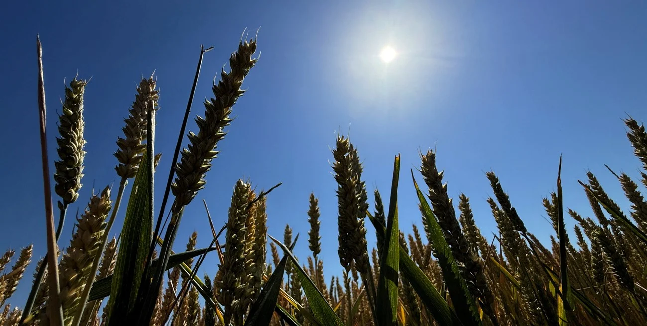 El trigo recupera ritmo de siembra y se mantienen las proyecciones para soja y maíz