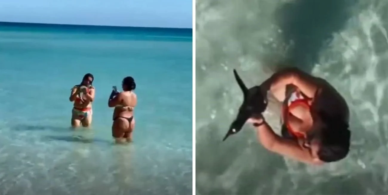 Alzó a un pingüino en una playa de Brasil y desató indignación entre los turistas