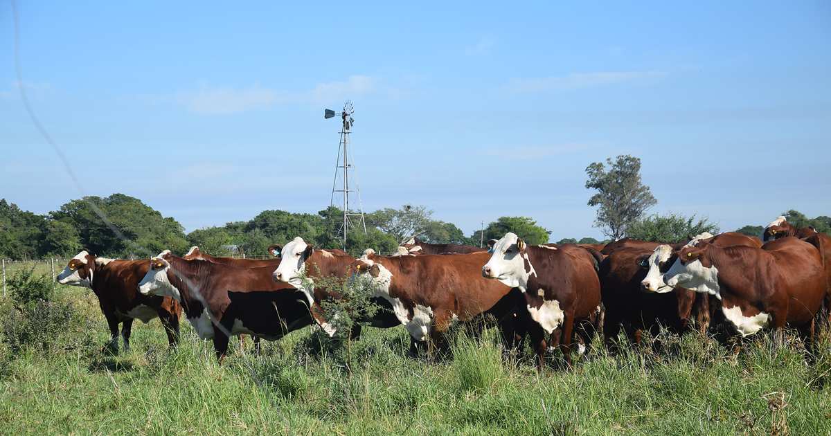 Recría eficiente: la estrategia para sumar "kilos baratos"