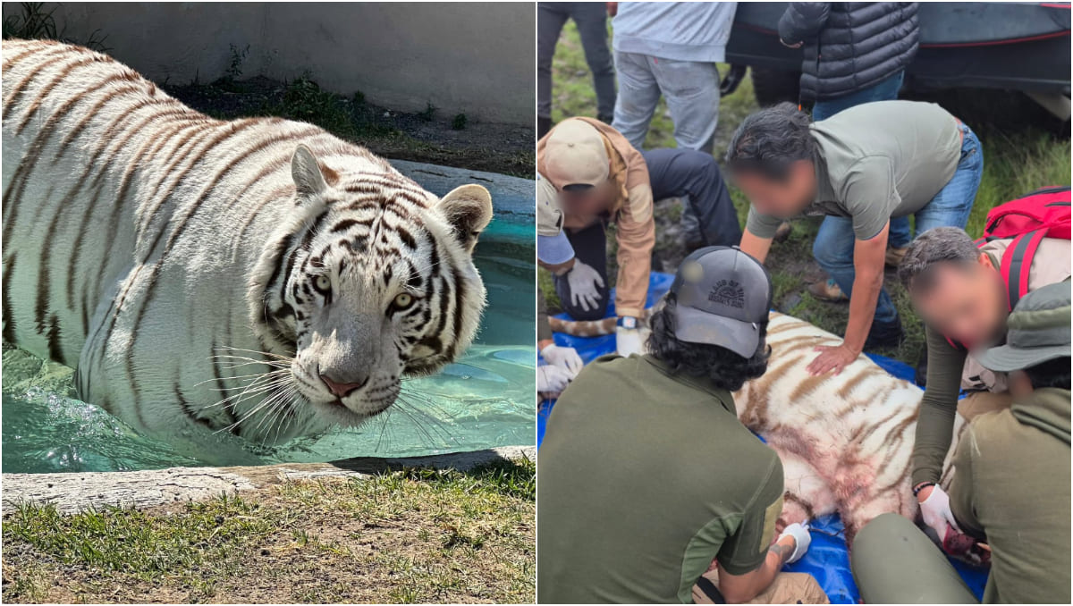 'Animal Experience México': qué sabemos del lugar donde escapó Kenzo