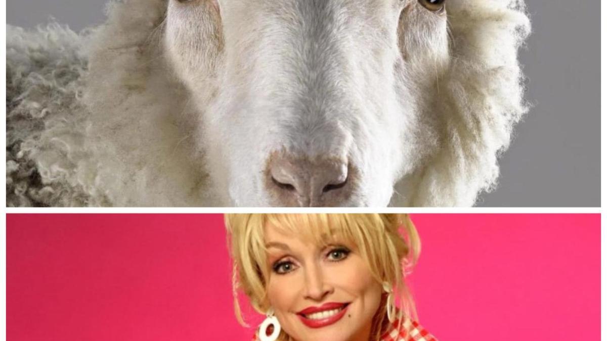 ¿Por qué la oveja Dolly fue nombrada así? La explicación incluye una famosa cantante