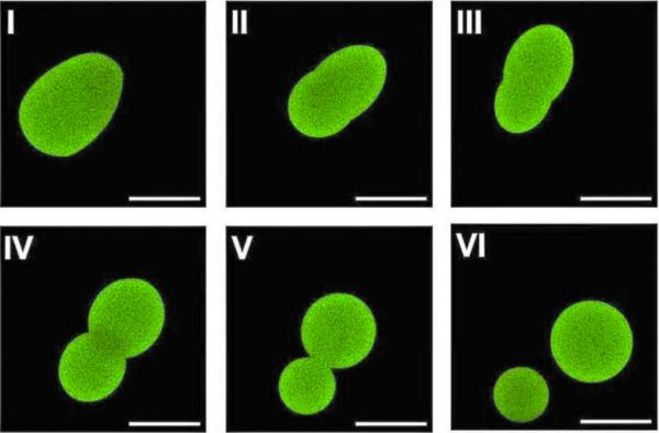 Crean primera célula sintética capaz de crecer y reproducirse